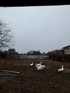 sarpe4 online show from 2, 11, 2025