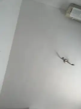 itsCassie online show from 13, 10, 2025