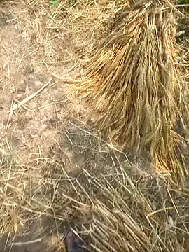 FinableKnee online show from 8, 4, 2026