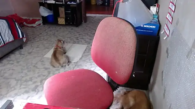 Barbiegomez online show from 24, 3, 2026