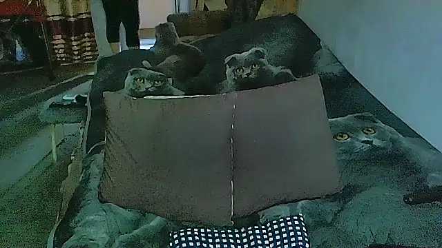 sex2 online show from 14, 11, 2025