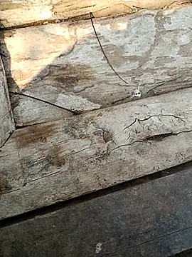 Snapshot of kummuduabbai chatting on 3, 3, 2026 kummuduabbai online show from 3, 3, 2026