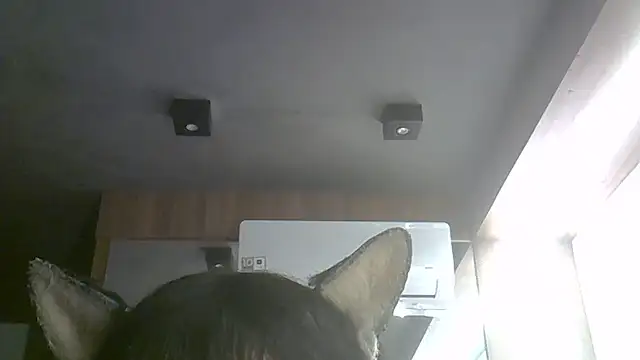 Snapshot of Skinny-Kitten chatting on 9, 7, 2026 Skinny-Kitten online show from 9, 7, 2026