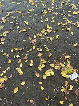 mihaixxx1 online show from 9, 11, 2025