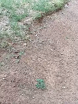 Vuyokaki online show from 3, 2, 2026